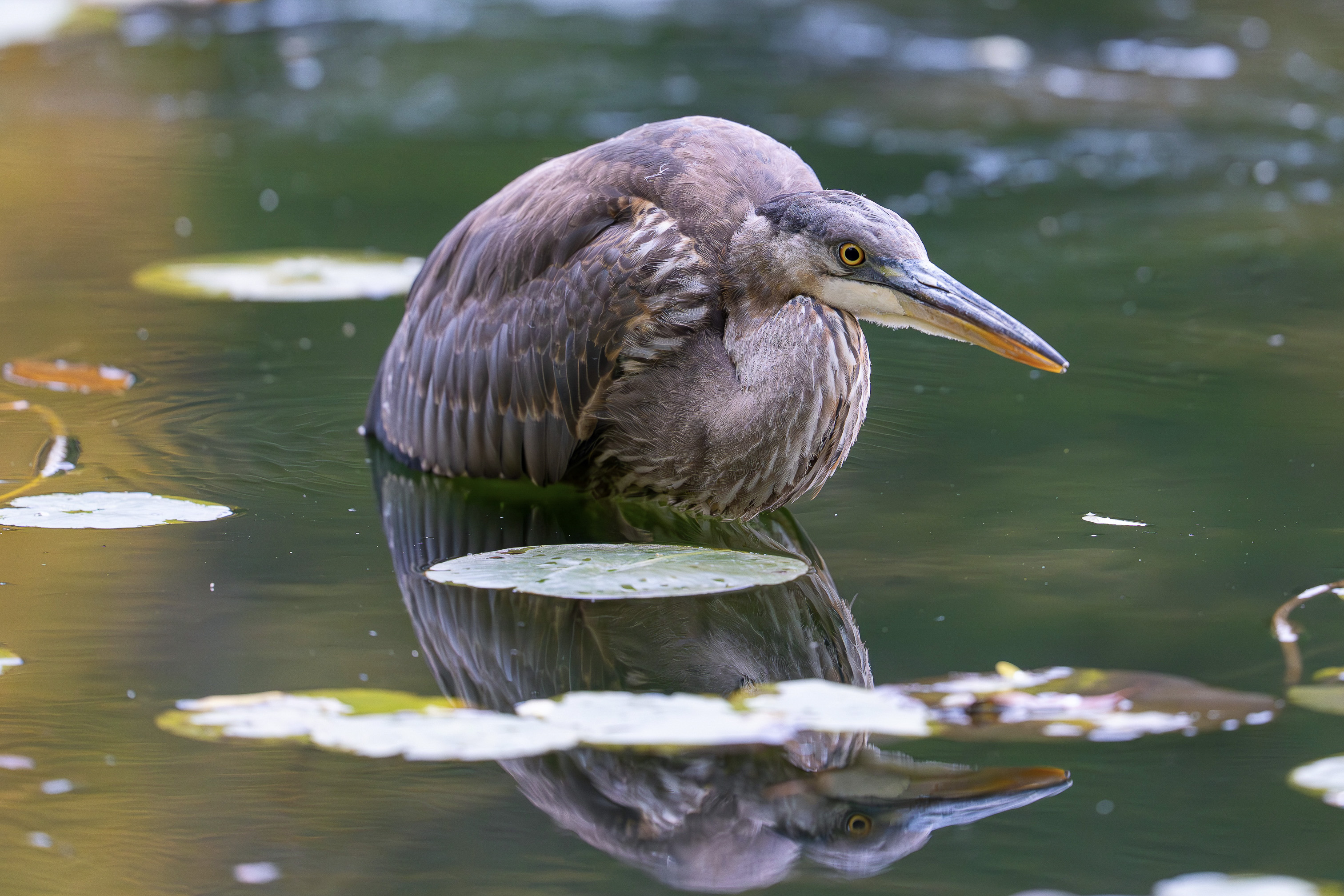 Cornell Campus Wildlife